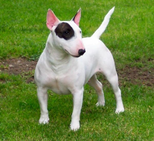 MINIATURE BULL TERRIER